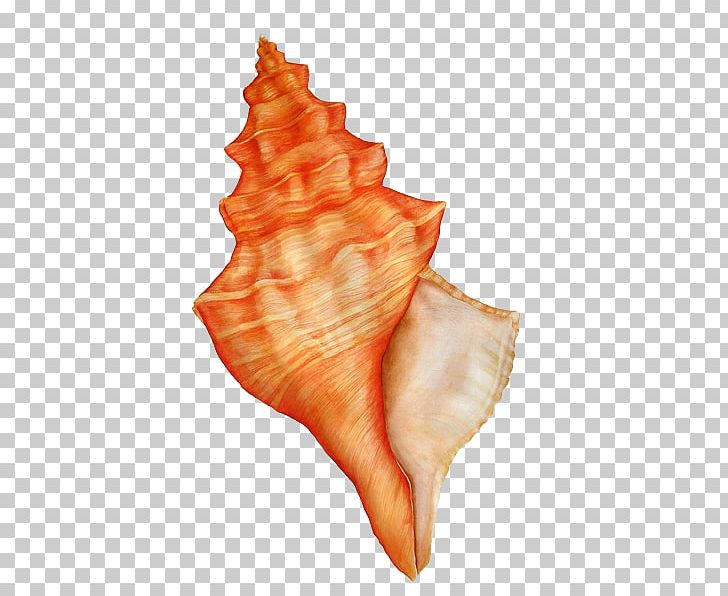 Watercolor Painting Watercolour Flowers Seashell PNG, Clipart, Adobe Fireworks, Animals, Computer Icons, Conch, Conchology Free PNG Download