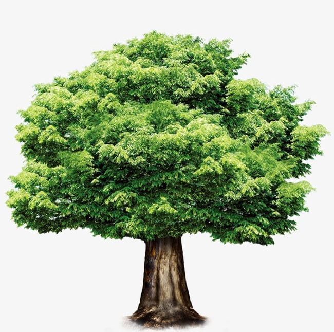 A Tree PNG, Clipart, A Clipart, A Tree, Leaves, Tree, Tree Clipart Free PNG Download