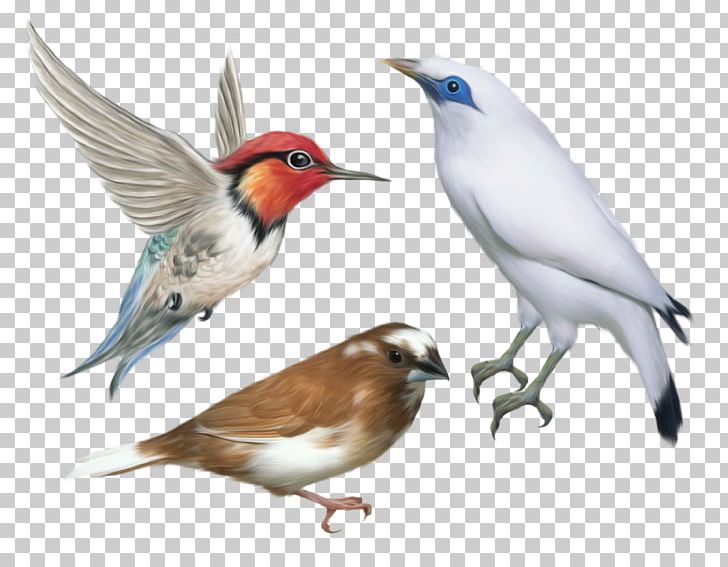 Bird Desktop PNG, Clipart, Animals, Beak, Bird, Computer Icons, Data Free PNG Download