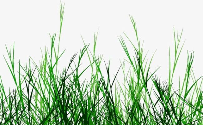 Grass PNG, Clipart, Grass, Grass Clipart, Plant, Underbrush Free PNG Download