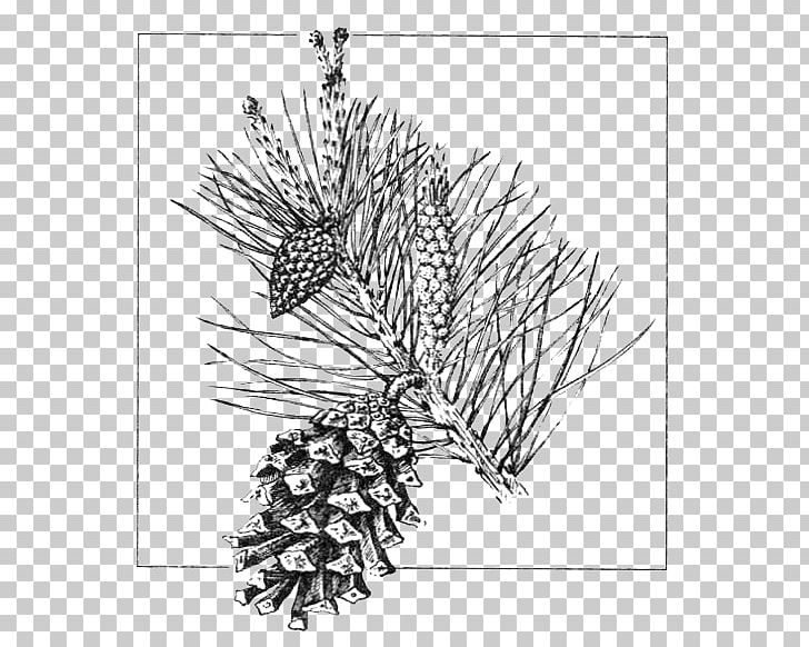 Scots Pine Conifer Cone Gymnosperm Drawing Conifers PNG, Clipart, Architecture, Black And White, Branch, Conifer, Conifer Cone Free PNG Download