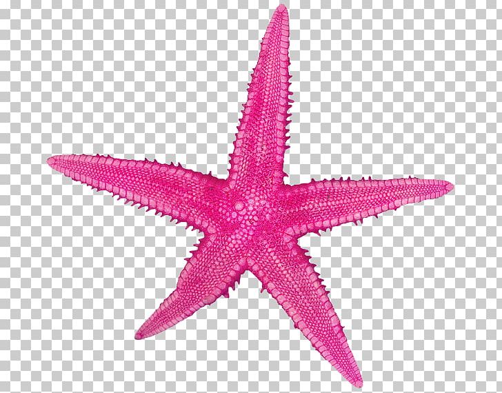 Starfish Sand Echinoderm Rock PNG, Clipart, Animals, Beach, Beachrock, Echinoderm, Glass Free PNG Download