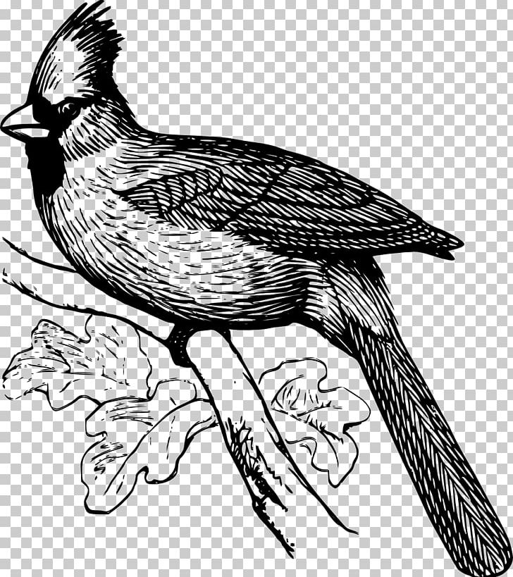 Line Art Drawing Northern Cardinal PNG, Clipart, Animals, Art, Beak, Bird, Bird Of Prey Free PNG Download