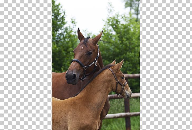 Mare Halter Foal Stallion Colt PNG, Clipart, Bridle, Colt, Foal, Grass, Halter Free PNG Download