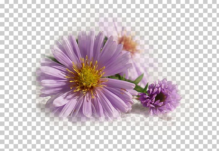 Painting Garden Cosmos Internet Forum Photograph Shape PNG, Clipart, Annual Plant, Aster, Ayla The Daughter Of War, Chrysanthemum, Chrysanths Free PNG Download