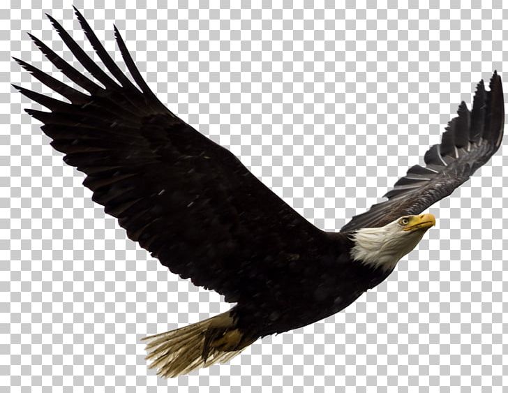 United States Bald Eagle Bird Of Prey PNG, Clipart, Accipitriformes, Animal, Animals, Bald Eagle, Beak Free PNG Download