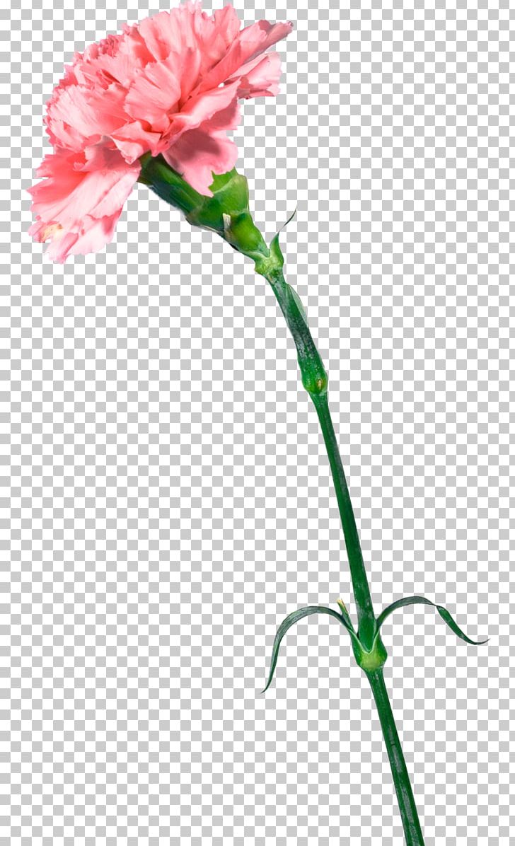 Carnation Cut Flowers Mother's Day Gift PNG, Clipart, Advertising, Bud, Carnation, Cut Flowers, Dianthus Free PNG Download