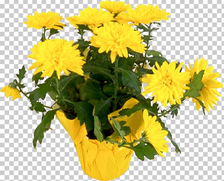Flower Chrysanthemum Yellow Plant PNG, Clipart, Annual Plant, Autumn, Chrysanthemum, Chrysanths, Cut Flowers Free PNG Download