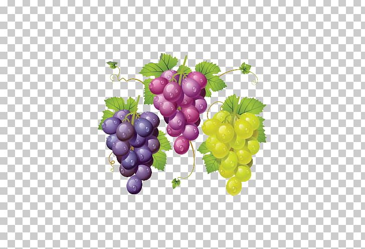 Wine Common Grape Vine La Cure De Raisin PNG, Clipart, Drawing, Eat, Flowering Plant, Food, Fruit Free PNG Download