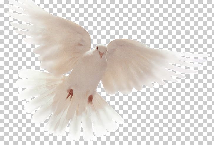 Columbidae Doves As Symbols Holy Spirit Peace God PNG, Clipart, Apache, Beak, Bird, Colombe, Columbidae Free PNG Download