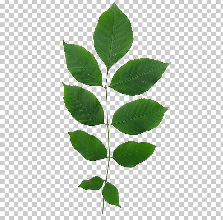 Fraxinus Americana Green Ash Leaf Tree European Ash PNG, Clipart,  Free PNG Download