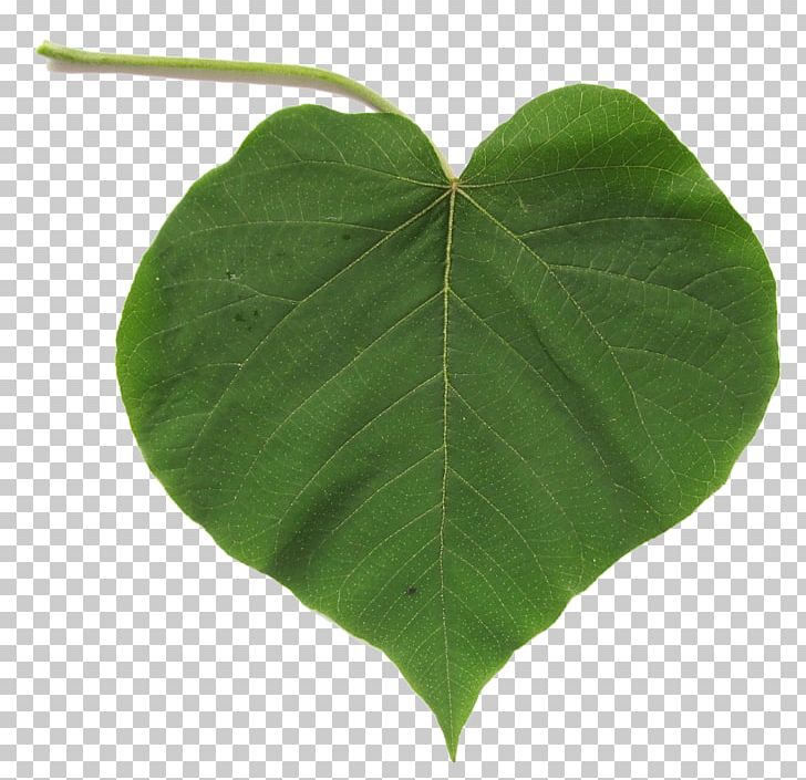 Leaf Brazil PNG, Clipart, Author, Bamboo, Brazil, Email, Heart Free PNG Download