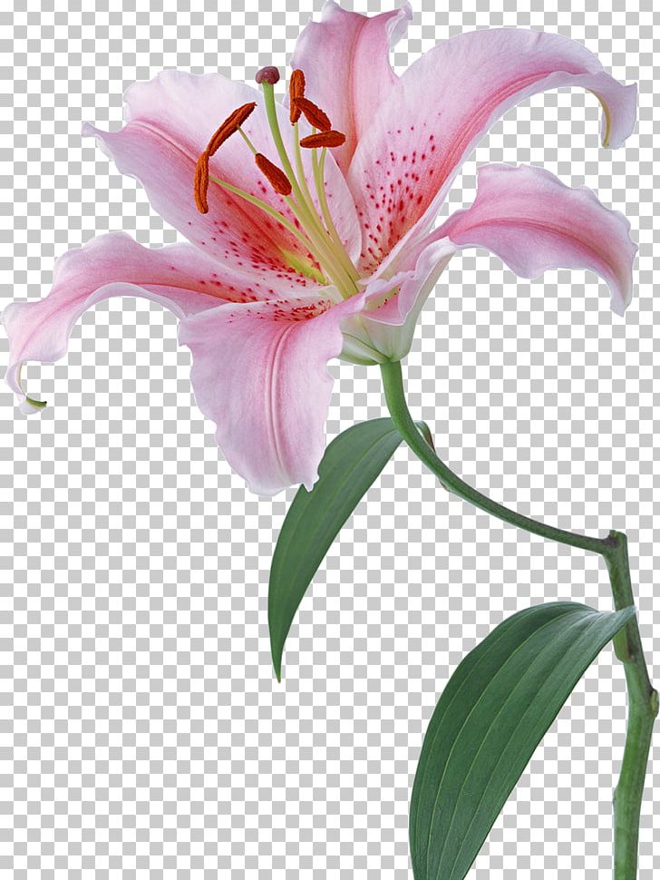 Lilium Desktop Flower Stock Photography PNG, Clipart, Alstroemeriaceae, Cut Flowers, Daylily, Desktop Wallpaper, Floral Design Free PNG Download