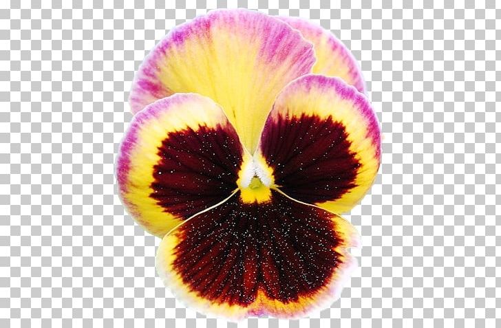 Pansy Close-up PNG, Clipart, Closeup, Closeup, Flower, Flowering Plant, Magenta Free PNG Download