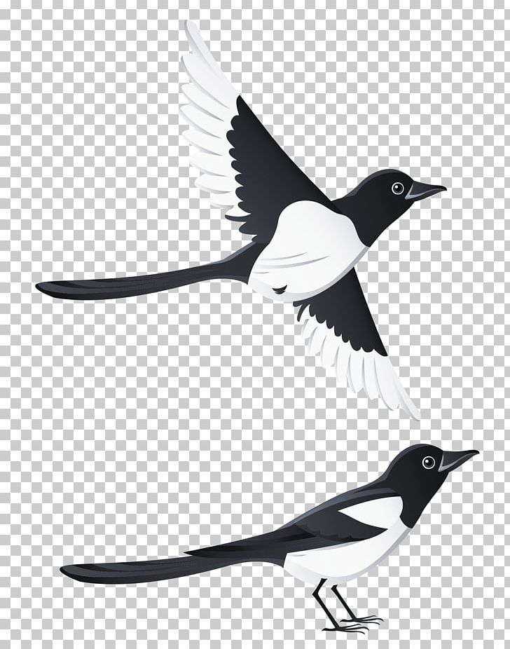 Swallow Bird Beak PNG, Clipart, Animation, Beak, Bird, Black And White, Clipart Free PNG Download