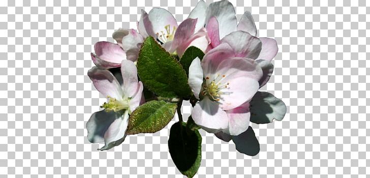 Apple PNG, Clipart, Apple, Apple Blossom, Apple Photos, Blossom, Fiori Free PNG Download