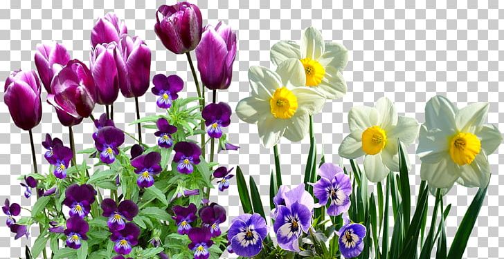 I Wandered Lonely As A Cloud Wild Daffodil Spring Flower Tulip PNG, Clipart, Crocus, Daffodil, Download, Easter, Equinox Free PNG Download