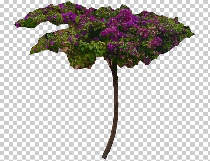 Shrub Bougainvillea Plant Flower Tree PNG, Clipart, Bougainvillea, Branch, Cut Flowers, Flora, Flower Free PNG Download