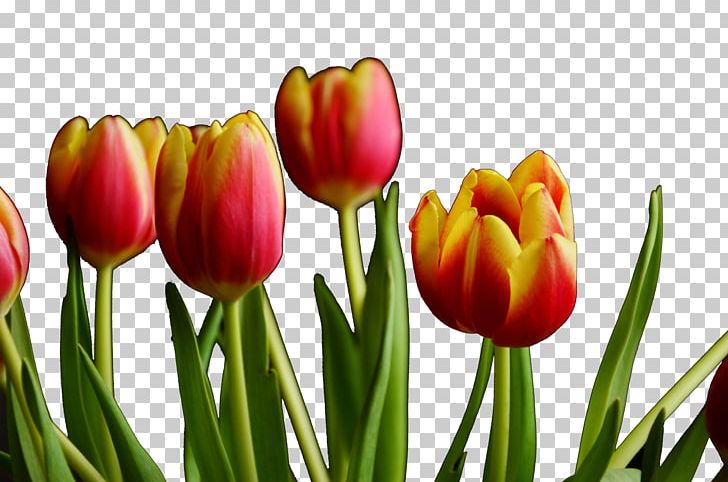 Tulip Canton Tower Plant PNG, Clipart, Cant, Cut Flowers, Download, Floristry, Flower Free PNG Download