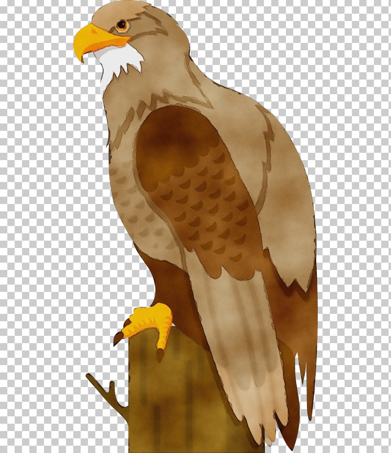 Bird Bird Of Prey Eagle Bald Eagle Hawk PNG, Clipart, Accipitridae, Bald Eagle, Bird, Bird Of Prey, Eagle Free PNG Download