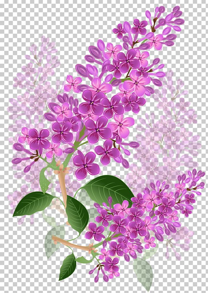 Flower Lilac Lavender Violet Purple PNG, Clipart, Blossom, Branch, Floral Design, Flower, Flowering Plant Free PNG Download