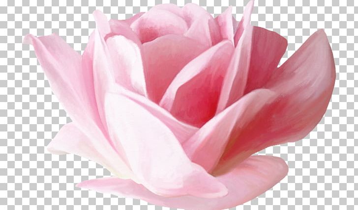 Garden Roses Flower Petal PNG, Clipart, Blog, Cut Flowers, Flower, Flowering Plant, Garden Roses Free PNG Download