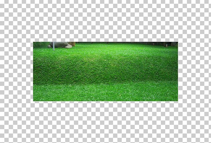 Napier Grass Lawn Benih Seed Scutch Grass PNG, Clipart, Artificial Turf, Benih, Crop, Crop Yield, Elephant Free PNG Download