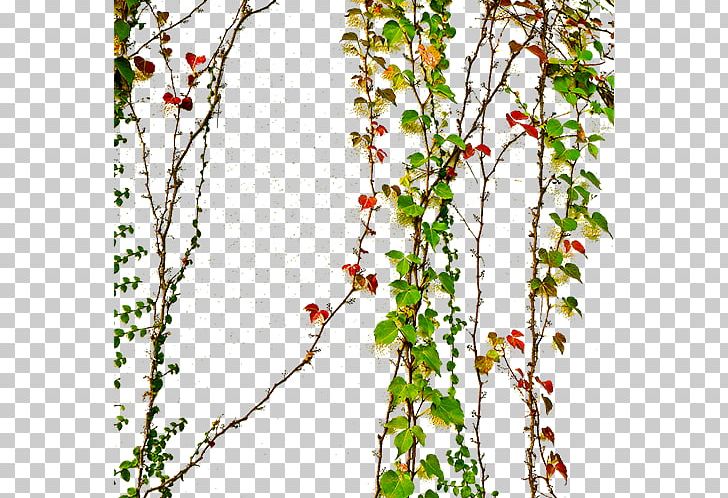 Parthenocissus Tricuspidata PNG, Clipart, Adobe Illustrator, Animals, Background Green, Blossom, Botany Free PNG Download