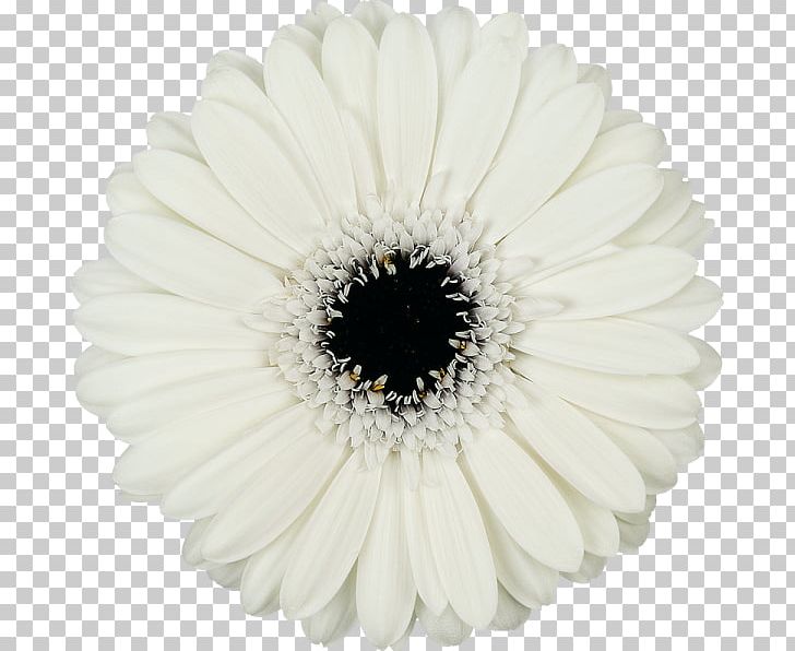 Common Daisy Transvaal Daisy White Cut Flowers PNG, Clipart, Allure, Asterales, Chamomile, Color, Common Daisy Free PNG Download