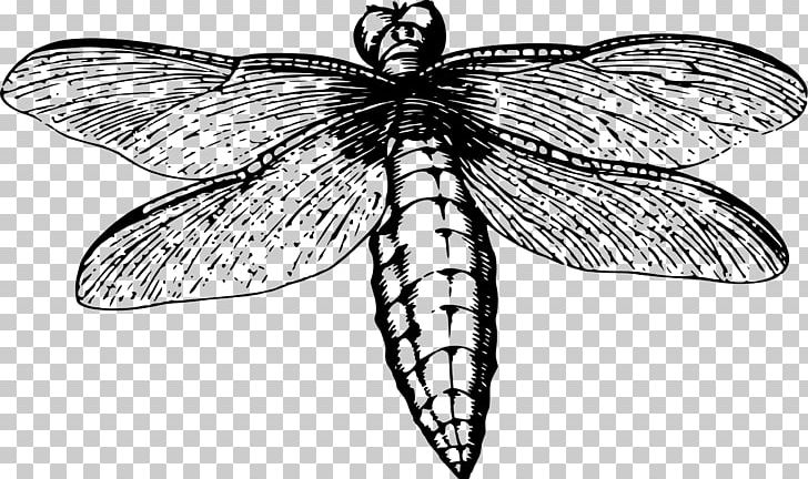 Dragonfly Insect Butterfly Line Art PNG, Clipart, Animal, Arthropod, Artwork, Black And White, Brush Footed Butterfly Free PNG Download