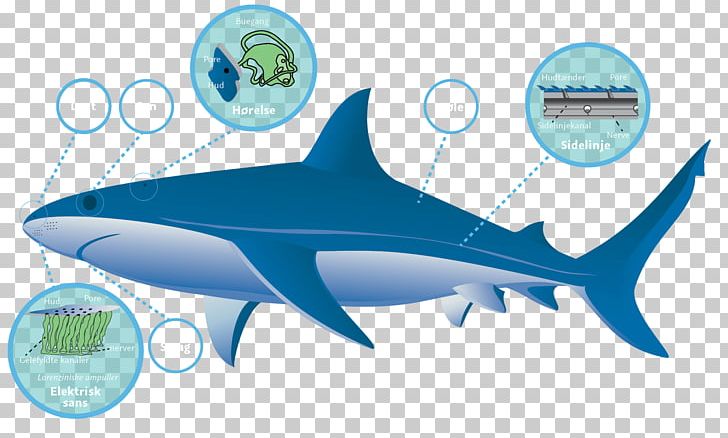 Tiger Shark PNG, Clipart, Animals, Blue Shark, Bull Shark, Cartilaginous Fish, Fauna Free PNG Download