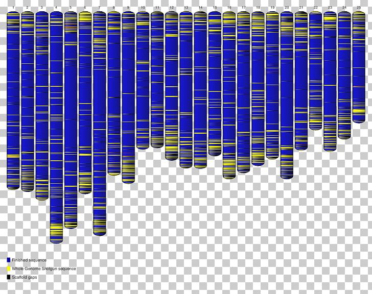 Zebrafish Whole Genome Sequencing Nucleic Acid Sequence Genome Project PNG, Clipart, Blue, Cell, Chromatophore, Electric Blue, Gene Free PNG Download
