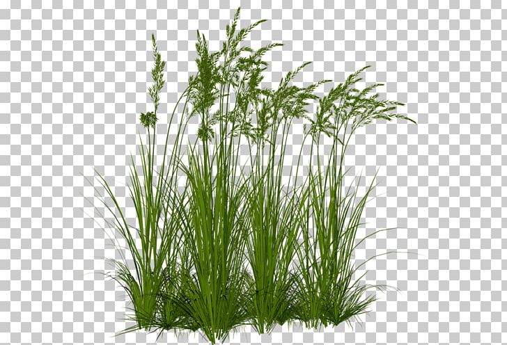 Aquatic Plants Wetland PNG, Clipart, Aquarium Decor, Aquatic Plants, Chrysopogon Zizanioides, Commodity, Flowering Plant Free PNG Download