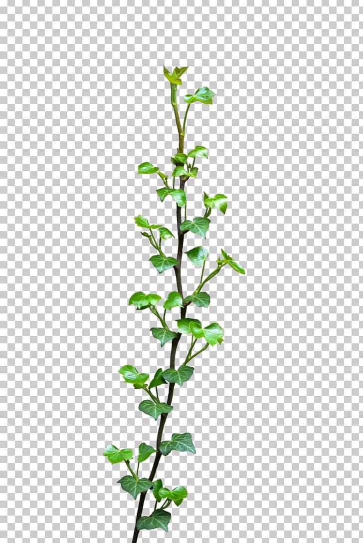 Common Ivy Vine Plant PNG, Clipart, Branch, Common Ivy, Flower, Flowering Plant, Herb Free PNG Download