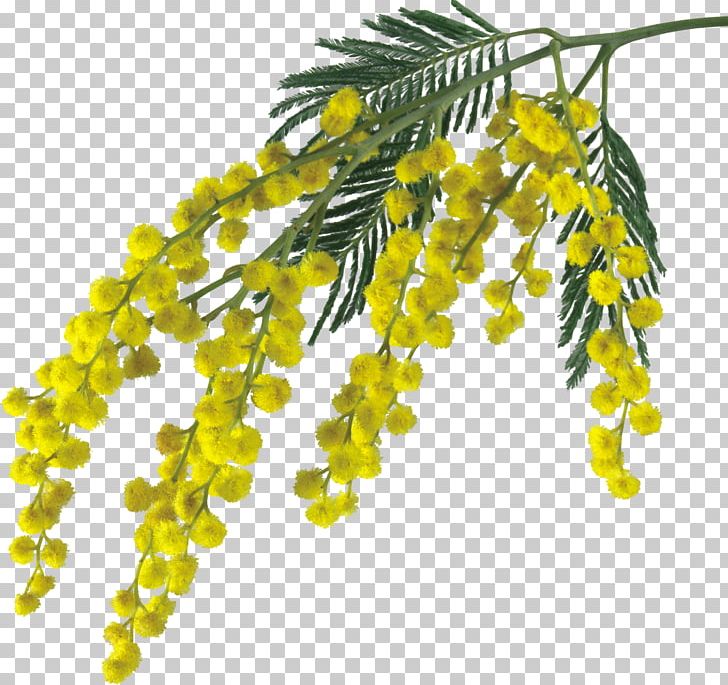 Mimosa Salad Sensitive Plant Flower Drawing PNG, Clipart, Branch, Clip Art, Drawing, Flower, Fruit Free PNG Download