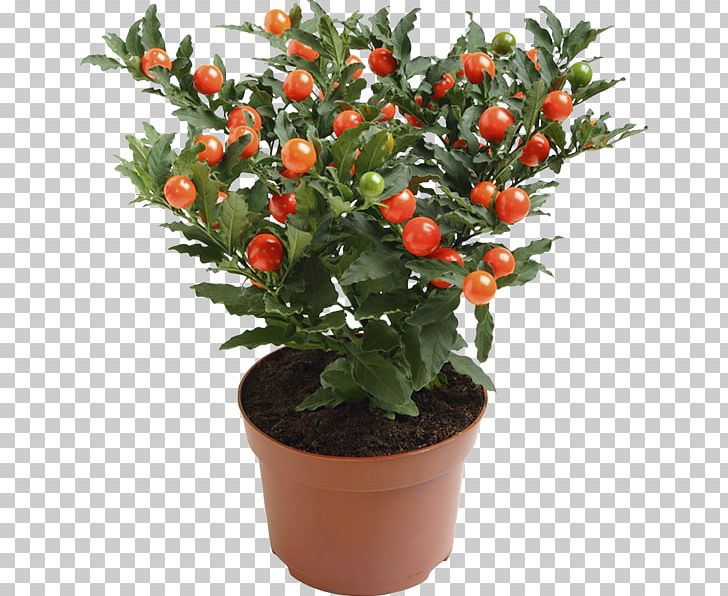 Ornamental Plant Solanum Pseudocapsicum Nightshade Blossom PNG, Clipart, Auglis, Calamondin, Citrus, Evergreen, Flower Free PNG Download