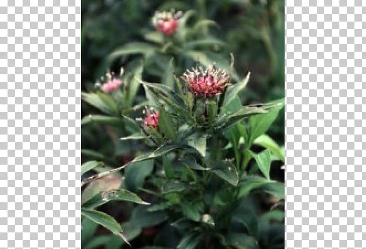 Tincture Herbaceous Plant Root Medicinal Plants Coneflower PNG, Clipart,  Free PNG Download