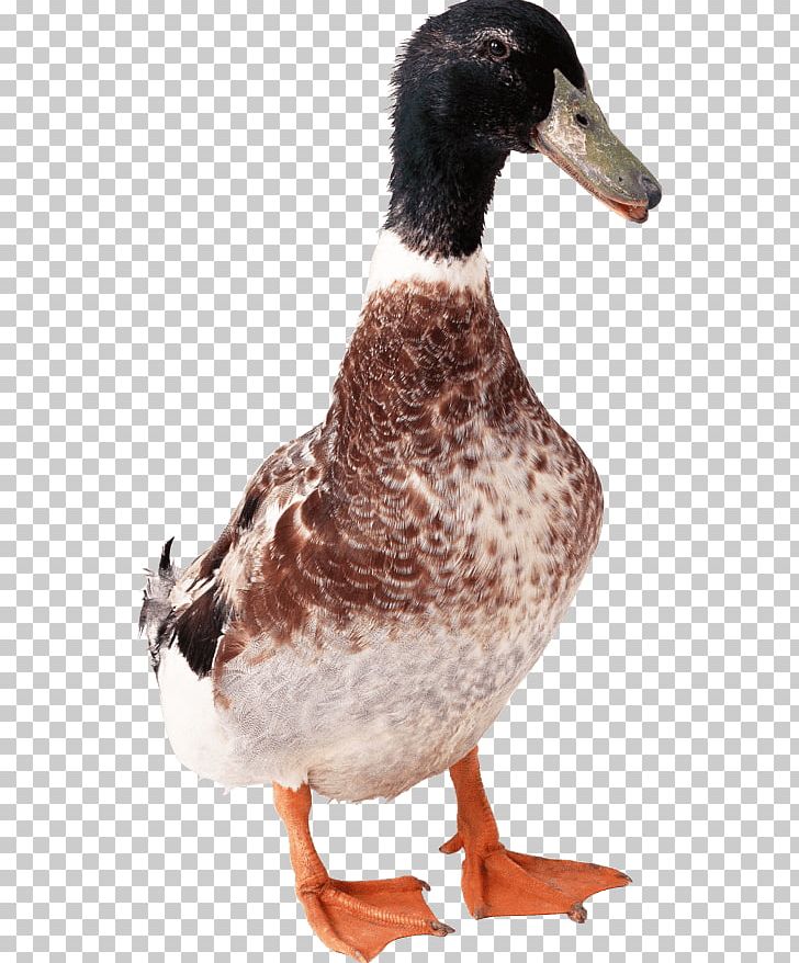 Duck Portable Network Graphics File Format PNG, Clipart, Animals, Beak, Bird, Cygnini, Duck Free PNG Download