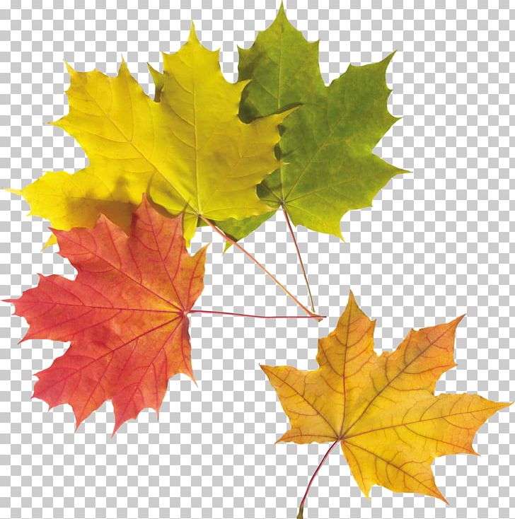 Look At Leaves Desktop PNG, Clipart, Autumn, Autumn Invitation Cardautumn, Autumn Leaf Color, Card, Clip Art Free PNG Download