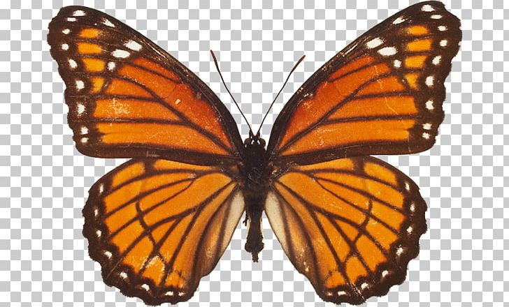 Monarch Butterfly Insect Arthropod Anise Swallowtail PNG, Clipart, Antenna, Brush Footed Butterfly, Butterfly, Insect, Insect Collecting Free PNG Download