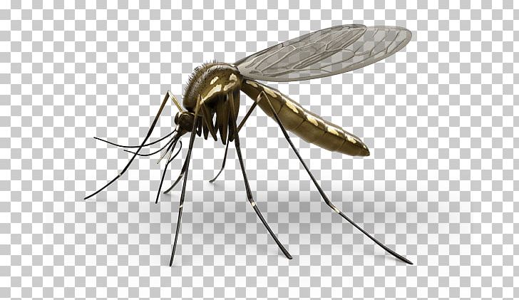 Mosquito Control Aedes Albopictus Household Insect Repellents Baygon PNG, Clipart, Aedes Albopictus, Anti Mosquito, Arthropod, Baygon, Dengue Free PNG Download