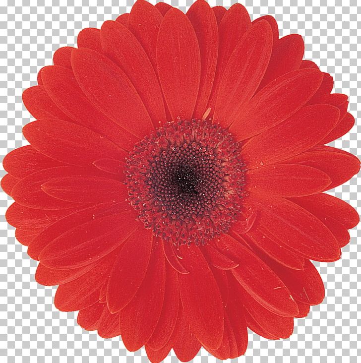 Transvaal Daisy Color Burgundy Red Blue PNG, Clipart, Blue, Burgundy, Color, Cut Flowers, Daisy Family Free PNG Download