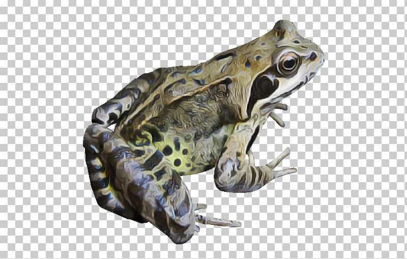 Frog True Frog Toad Bullfrog Northern Leopard Frog PNG, Clipart, Bufo, Bullfrog, Frog, Northern Leopard Frog, Toad Free PNG Download