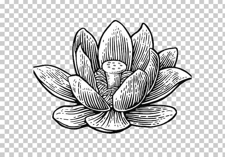 Graphics Illustration Sacred Lotus Drawing PNG, Clipart, Artwork, Black And White, Drawing, Engrave, Engraving Free PNG Download