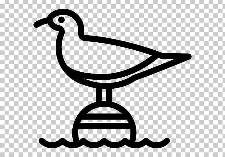 Gulls Bird PNG, Clipart, Animals, Artwork, Beak, Bird, Black And White Free PNG Download