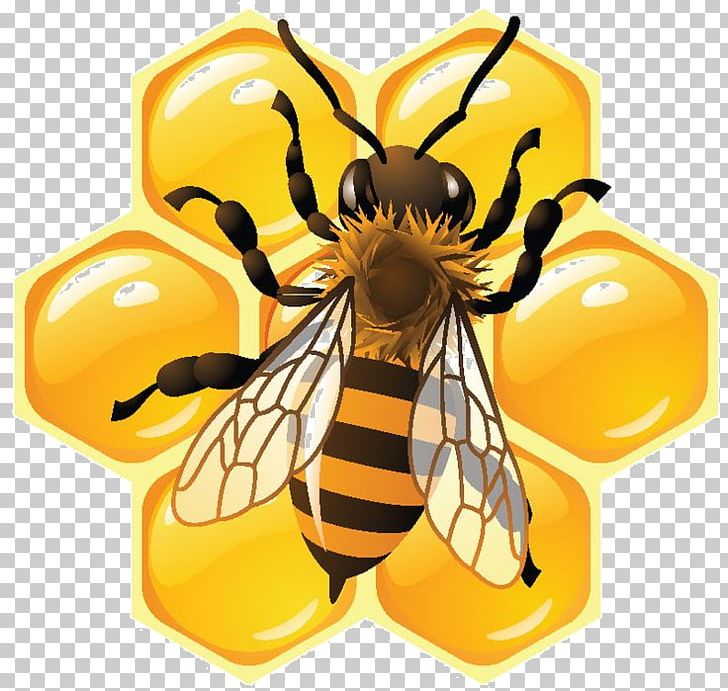 Honey Bee Honeycomb Food PNG, Clipart, Arthropod, Bee, Beehive, Beekeeping, Colony Collapse Disorder Free PNG Download