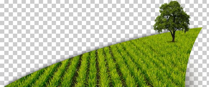 Paddy Field Crop Plant Agriculture PNG, Clipart, Agriculture, Crop, Crop Plant, Energy, Farm Free PNG Download
