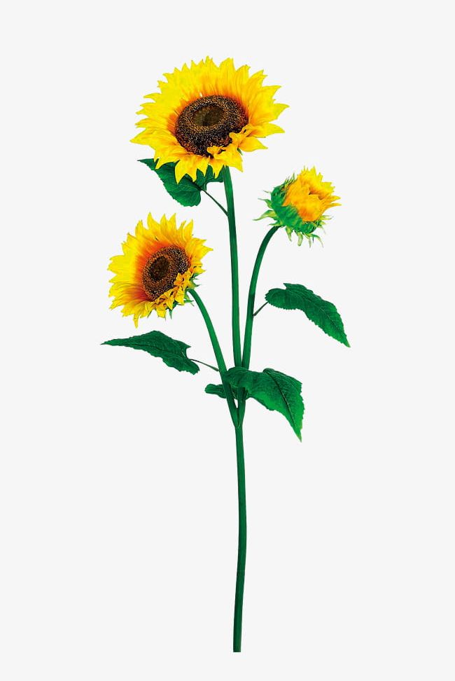 Sunflower PNG, Clipart, Plant, Sun, Sunflower, Sunflower Clipart, Sunflower Clipart Free PNG Download