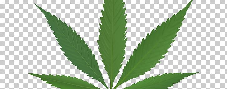 Cannabis Sativa Legalization Hemp PNG, Clipart, Brain, Cannabinoid, Cannabis, Cannabis Sativa, Cannabis Smoking Free PNG Download