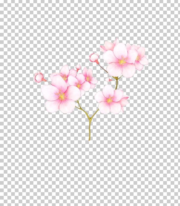 Gratis PNG, Clipart, Blossom, Branch, Cherry Blossom, Download, Encapsulated Postscript Free PNG Download